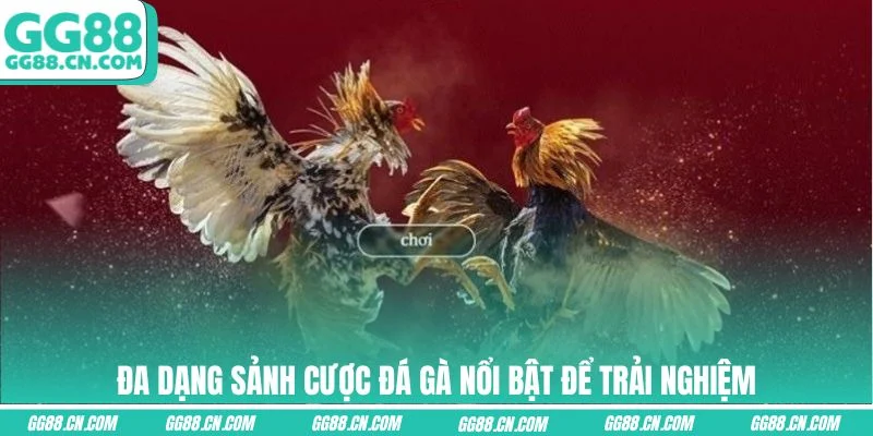 Đa dạng sảnh cược đá gà nổi bật để trải nghiệm Đa dạng sảnh cược đá gà nổi bật để trải nghiệm
