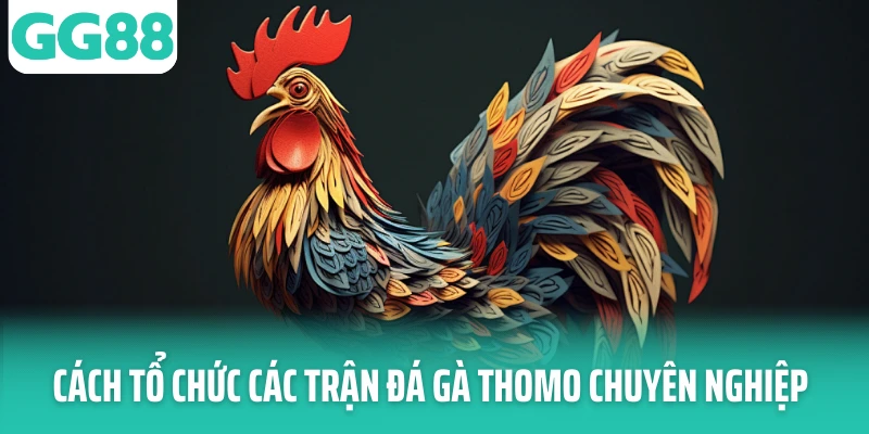 Cách tổ chức các trận đá gà Thomo chuyên nghiệp Cách tổ chức các trận đá gà Thomo chuyên nghiệp